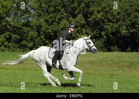 Frau reitet Englisches Vollblut Stockfoto