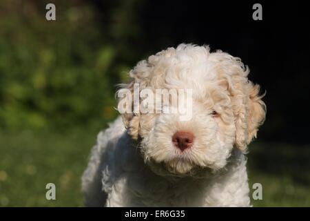 Lagotto Romagnolo Welpen Stockfoto