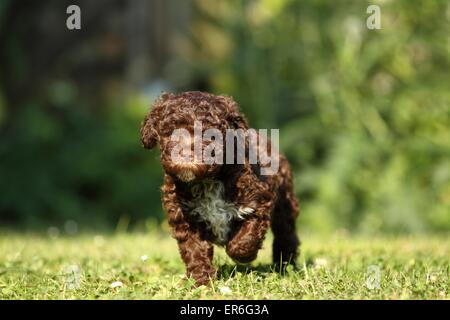 Lagotto Romagnolo Welpen Stockfoto