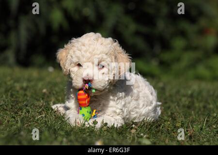 Lagotto Romagnolo Welpen Stockfoto