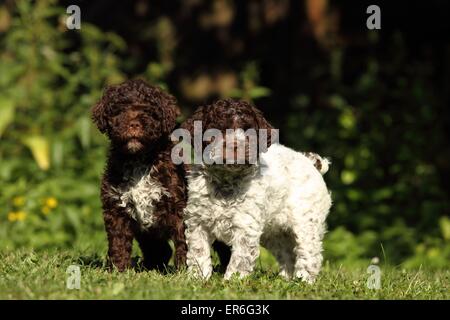 Lagotto Romagnolo Welpen Stockfoto