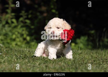 Lagotto Romagnolo Welpen Stockfoto