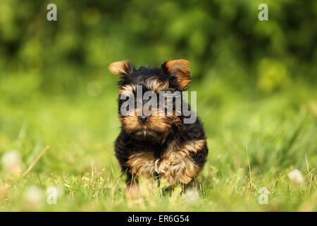 Yorkshire Terrier Welpen Stockfoto