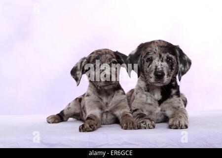 2 Australian-Shepherd-Labrador-Mischling-Welpen Stockfoto