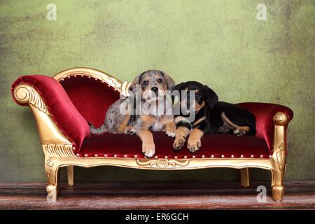 2 Australian-Shepherd-Labrador-Mischling-Welpen Stockfoto