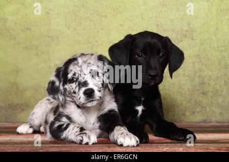 2 Australian-Shepherd-Labrador-Mischling-Welpen Stockfoto