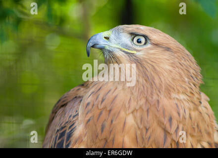 Porträt von langbeinigen Bussard (Buteo Rufinus) im Zoo von Yalta. Stockfoto