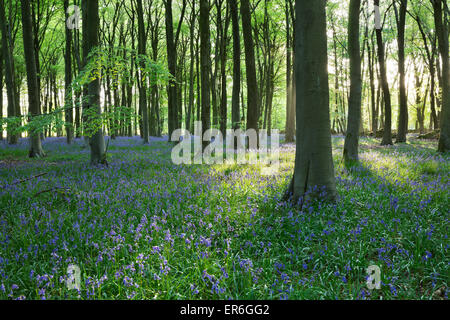 Bluebell Holz, Stow-on-the-Wold, Cotswolds, Gloucestershire, England, Vereinigtes Königreich, Europa Stockfoto