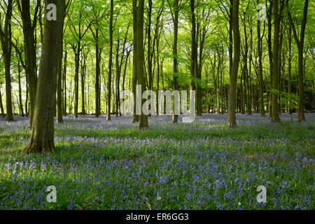 Bluebell Holz, Stow-on-the-Wold, Cotswolds, Gloucestershire, England, Vereinigtes Königreich, Europa Stockfoto