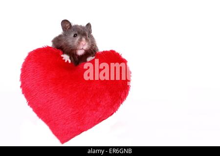 Teddy Bär Hamster Stockfoto