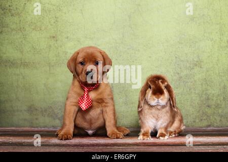 Welpen und Kaninchen Stockfoto