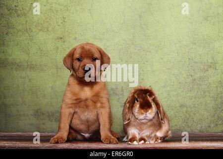 Welpen und Kaninchen Stockfoto