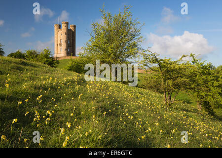 Broadway Tower mit Schlüsselblumen, Broadway, Cotswolds, Worcestershire, England, Vereinigtes Königreich, Europa Stockfoto