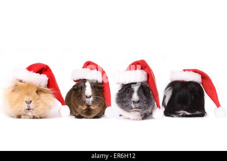 Meerschweinchen Stockfoto