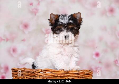 Biewer Terrier Welpen Stockfoto