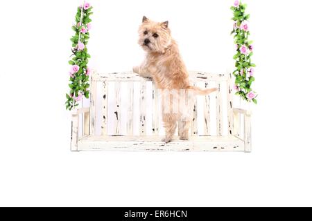 Cairn-Terrier stehend Stockfoto