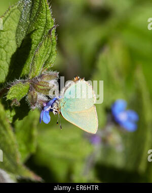 Grüner Zipfelfalter Nectaring auf grün Alkanet Blume. Fairmile Common, Esher, Surrey, England. Stockfoto