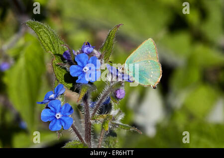 Grüner Zipfelfalter Nectaring auf grün Alkanet Blume. Fairmile Common, Esher, Surrey, England. Stockfoto