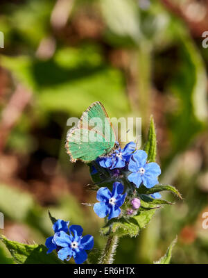 Grüner Zipfelfalter Nectaring auf grün Alkanet Blume. Fairmile Common, Esher, Surrey, England. Stockfoto