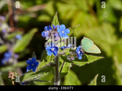 Grüner Zipfelfalter Nectaring auf grün Alkanet Blume. Fairmile Common, Esher, Surrey, England. Stockfoto