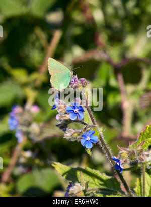 Grüner Zipfelfalter Nectaring auf grün Alkanet Blume. Fairmile Common, Esher, Surrey, England. Stockfoto