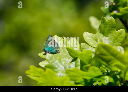 Grüner Zipfelfalter thront auf Eichenblatt. Fairmile Common, Esher, Surrey, England. Stockfoto