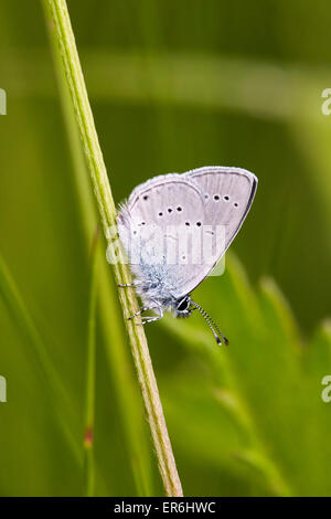 Kleiner blauer Schmetterling thront auf einem Stiel. Howell Hill Nature Reserve, Ewell, Surrey, England. Stockfoto