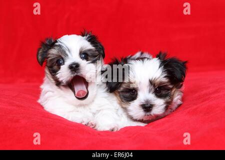 Biewer-Malteser-Mischling Welpen Stockfoto