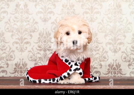 Maltipoo Welpen Stockfoto