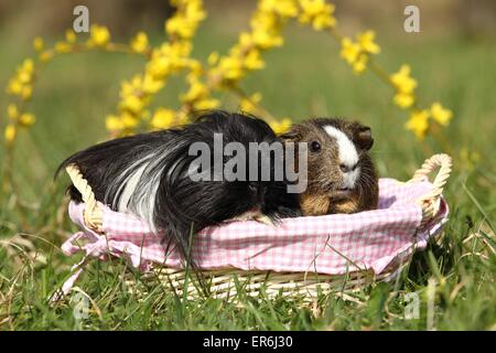 Meerschweinchen Stockfoto