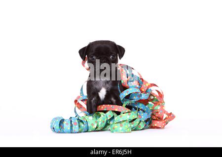 Mops Welpen Stockfoto