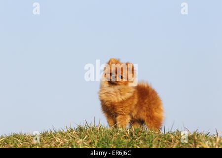 Pommerschen stehend Stockfoto