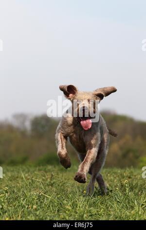 läuft der slowakischen Wire-haired Vorstehhund Stockfoto