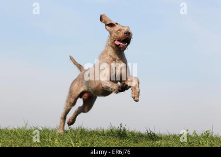 läuft der slowakischen Wire-haired Vorstehhund Stockfoto