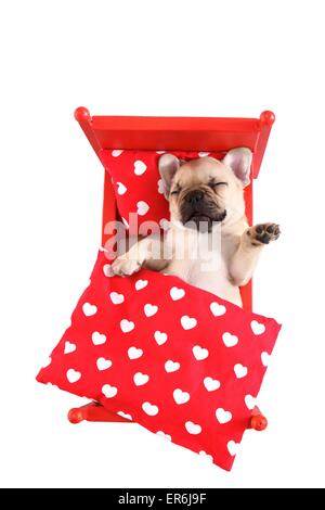 Französische Bulldogge Welpen Stockfoto