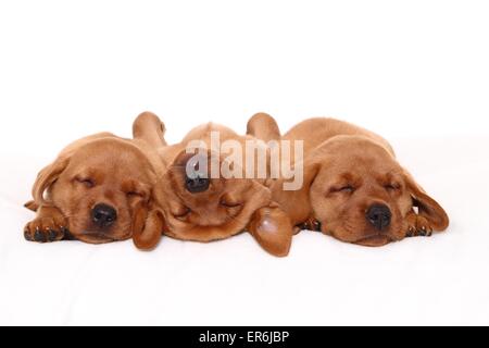 2 Labrador Retriever Welpen Stockfoto