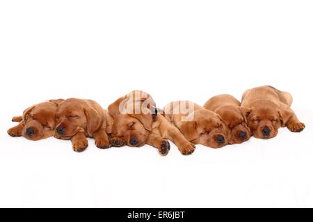 Labrador Retriever Welpen Stockfoto