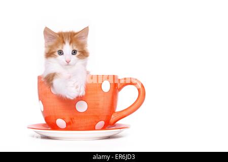 Norwegische Waldkatze Katze Kätzchen Stockfoto