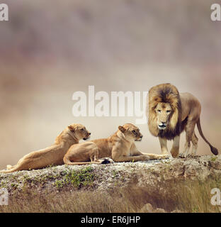 Familie von Löwen auf einem Felsen Stockfoto