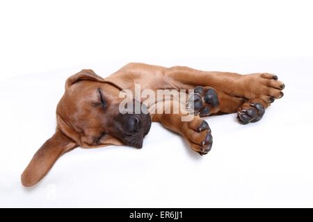 Rhodesian Ridgeback Welpen Stockfoto