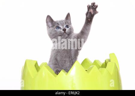 Russisch Blau Kitten Stockfoto