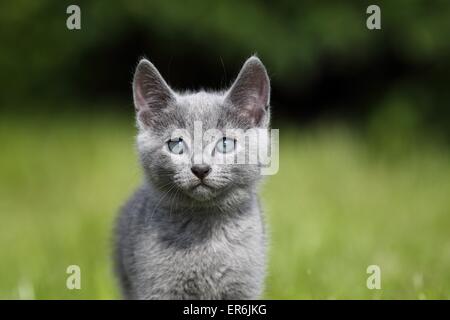 Russisch Blau Kitten Stockfoto