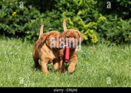 2 Labrador Retriever Welpen Stockfoto