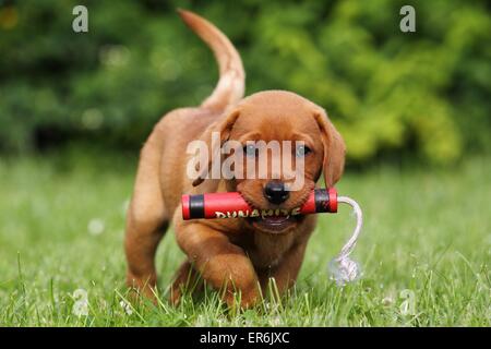 Labrador Retriever Welpen Stockfoto