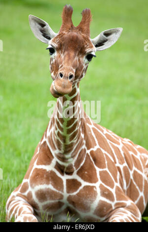 Young retikuliert Giraffe auf dem Rasen sitzen Stockfoto