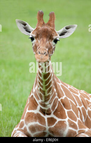 Young retikuliert Giraffe auf dem Rasen sitzen Stockfoto