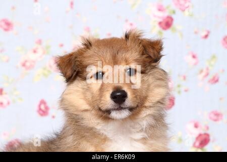 Sheltie Welpen Stockfoto