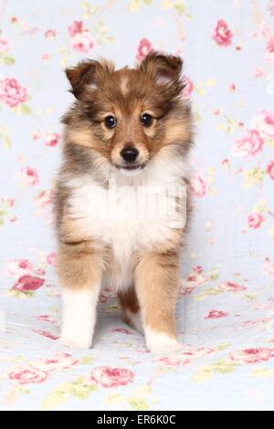 Sheltie Welpen Stockfoto