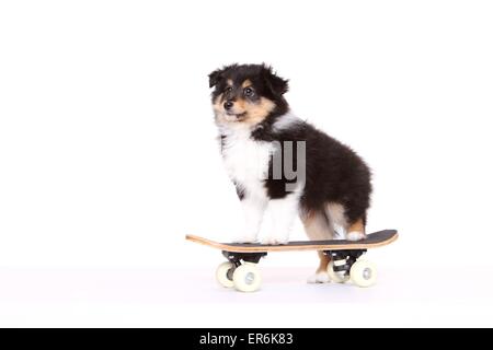 Sheltie Welpen Stockfoto