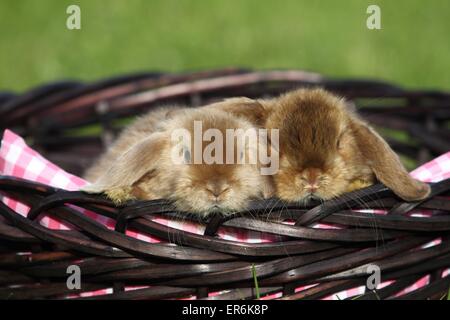 Mini Lop Stockfoto